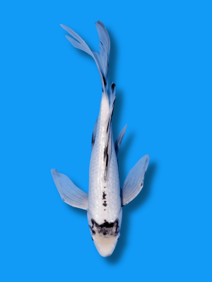 Butterfly Ginrin Matsukawabake | Koi&Co.